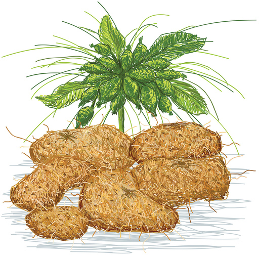 Hawaiian arrowroot illustration