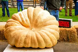 US Farmer Confirmed as Grower of World's Largest Pumpkin